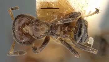 Media type: image;   Entomology 21329 Aspect: habitus dorsal view